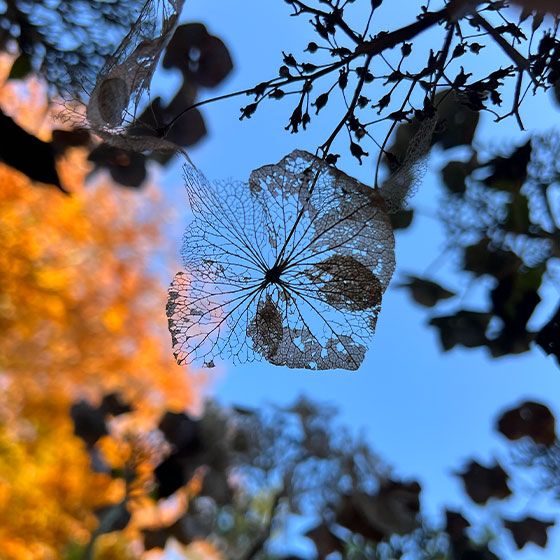 Hortense wandlamp ontworpen door Annet van Egmond